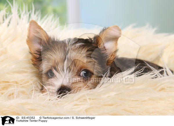 Yorkshire Terrier Welpe / Yorkshire Terrier Puppy / SS-45352