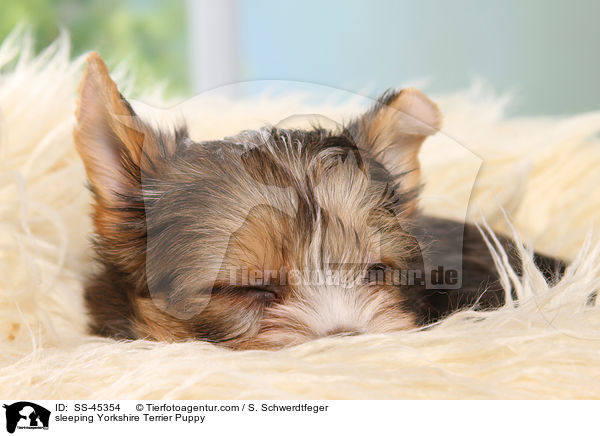 schlafender Yorkshire Terrier Welpe / sleeping Yorkshire Terrier Puppy / SS-45354