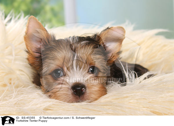 Yorkshire Terrier Welpe / Yorkshire Terrier Puppy / SS-45355