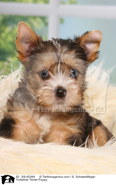 Yorkshire Terrier Welpe / Yorkshire Terrier Puppy / SS-45364