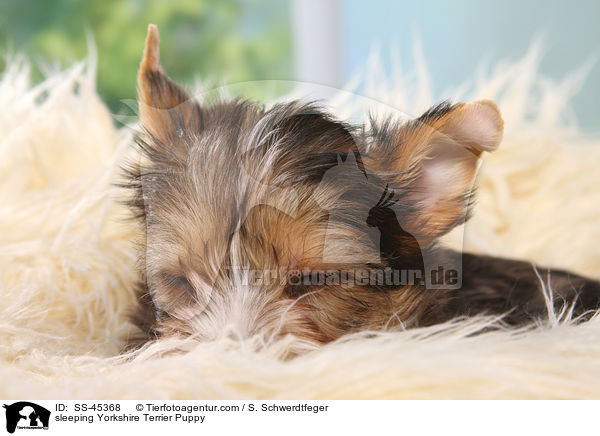 schlafender Yorkshire Terrier Welpe / sleeping Yorkshire Terrier Puppy / SS-45368