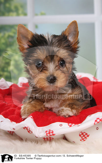 Yorkshire Terrier Welpe / Yorkshire Terrier Puppy / SS-45395