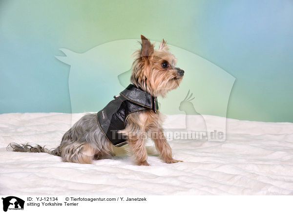 sitzender Yorkshire Terrier / sitting Yorkshire Terrier / YJ-12134