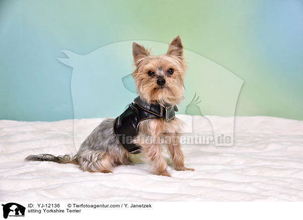 sitzender Yorkshire Terrier / sitting Yorkshire Terrier / YJ-12136