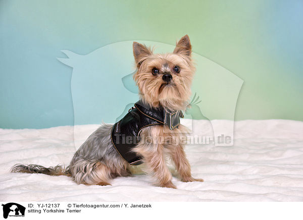 sitzender Yorkshire Terrier / sitting Yorkshire Terrier / YJ-12137