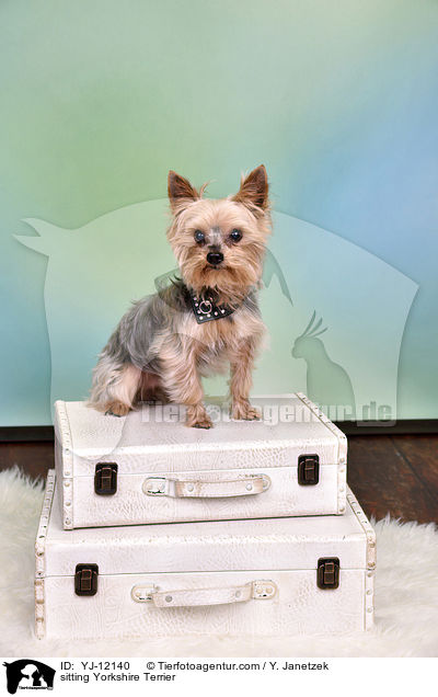 sitzender Yorkshire Terrier / sitting Yorkshire Terrier / YJ-12140