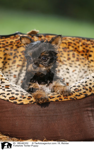 Yorkshire Terrier Welpe / Yorkshire Terrier Puppy / RR-86352