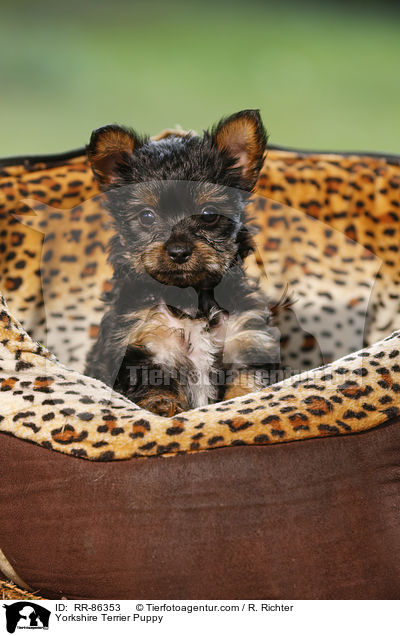 Yorkshire Terrier Welpe / Yorkshire Terrier Puppy / RR-86353