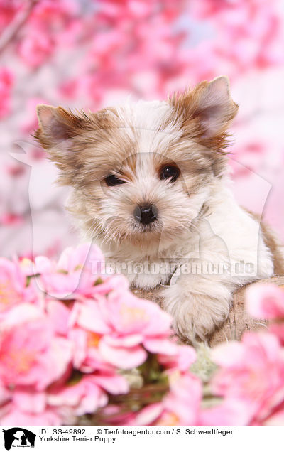 Yorkshire Terrier Welpe / Yorkshire Terrier Puppy / SS-49892