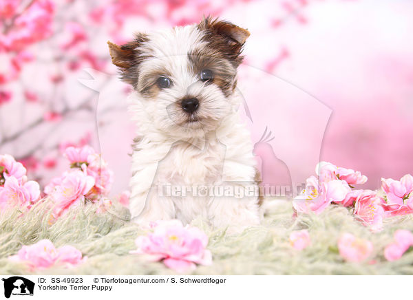 Yorkshire Terrier Welpe / Yorkshire Terrier Puppy / SS-49923