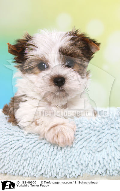 Yorkshire Terrier Welpe / Yorkshire Terrier Puppy / SS-49956