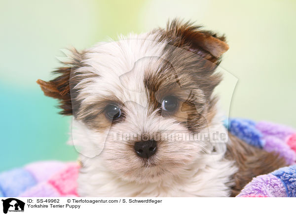 Yorkshire Terrier Welpe / Yorkshire Terrier Puppy / SS-49962