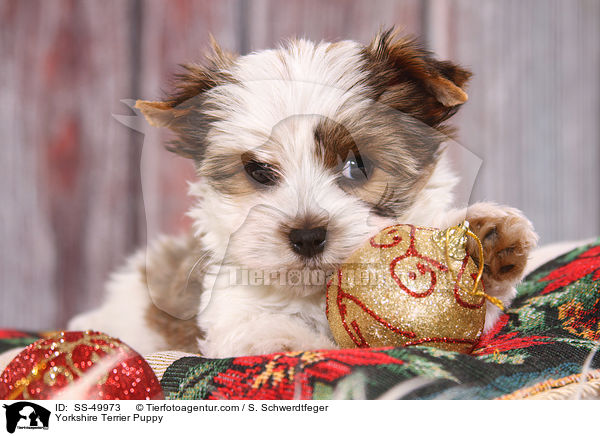 Yorkshire Terrier Welpe / Yorkshire Terrier Puppy / SS-49973