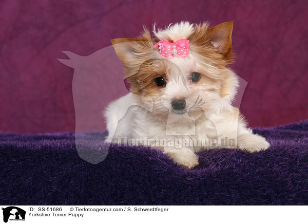 Yorkshire Terrier Welpe / Yorkshire Terrier Puppy / SS-51686