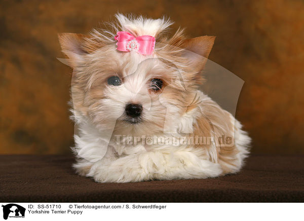 Yorkshire Terrier Welpe / Yorkshire Terrier Puppy / SS-51710