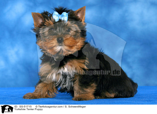 Yorkshire Terrier Welpe / Yorkshire Terrier Puppy / SS-51715