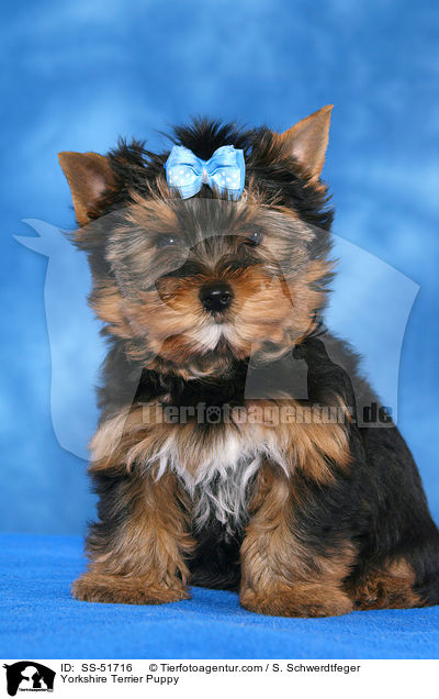 Yorkshire Terrier Welpe / Yorkshire Terrier Puppy / SS-51716