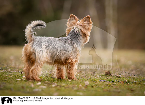 stehender Yorkshire Terrier / standing Yorkshire Terrier / MW-03067