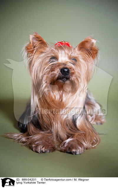 liegender Yorkshire Terrier / lying Yorkshire Terrier / MW-04201