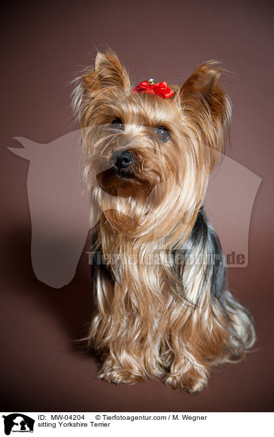 sitzender Yorkshire Terrier / sitting Yorkshire Terrier / MW-04204