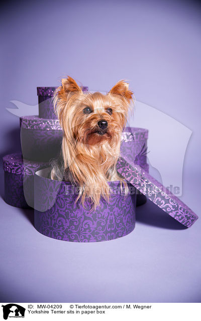 Yorkshire Terrier sitzt in Papierbox / Yorkshire Terrier sits in paper box / MW-04209