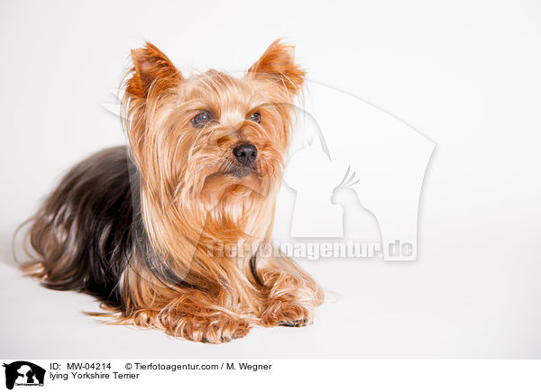 liegender Yorkshire Terrier / lying Yorkshire Terrier / MW-04214