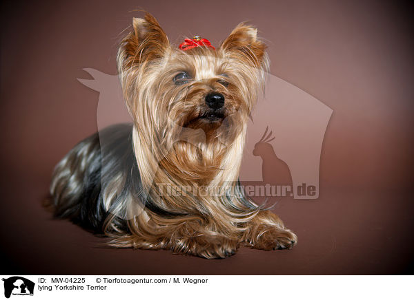 liegender Yorkshire Terrier / lying Yorkshire Terrier / MW-04225