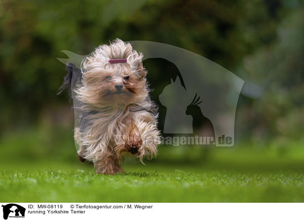 rennender Yorkshire Terrier / running Yorkshire Terrier / MW-08119