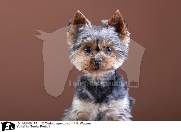 Yorkshire Terrier Portrait / Yorkshire Terrier Portrait / MW-08177