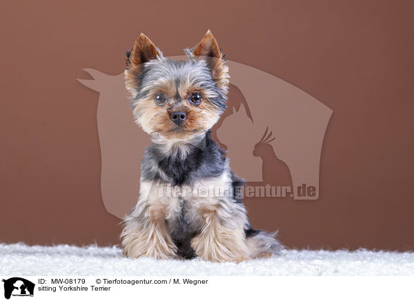 sitzender Yorkshire Terrier / sitting Yorkshire Terrier / MW-08179