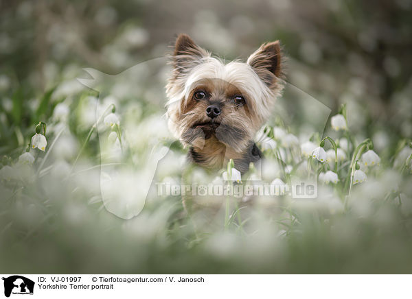 Yorkshire Terrier Portrait / Yorkshire Terrier portrait / VJ-01997