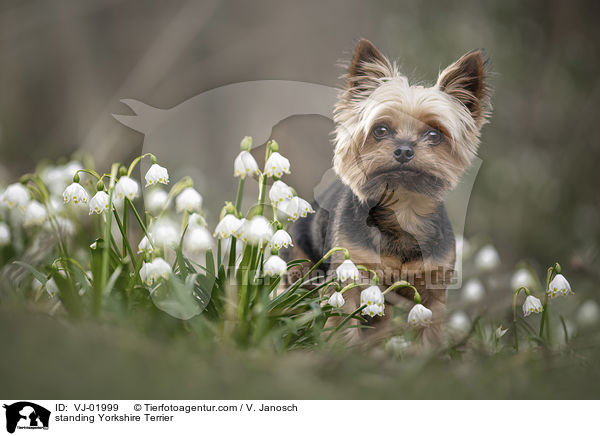 stehender Yorkshire Terrier / standing Yorkshire Terrier / VJ-01999