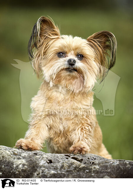 Yorkshire Terrier / Yorkshire Terrier / RG-01405