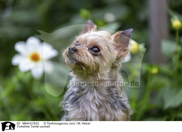 Yorkshire Terrier Portrait / Yorkshire Terrier portrait / MAH-01932
