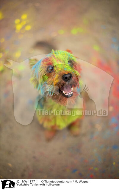 Yorkshire Terrier mit Holifarbe / Yorkshire Terrier with holi colour / MW-17771