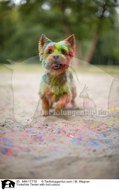 Yorkshire Terrier mit Holifarbe / Yorkshire Terrier with holi colour / MW-17778