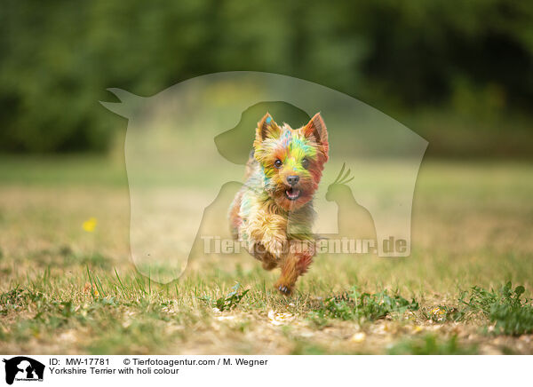 Yorkshire Terrier mit Holifarbe / Yorkshire Terrier with holi colour / MW-17781