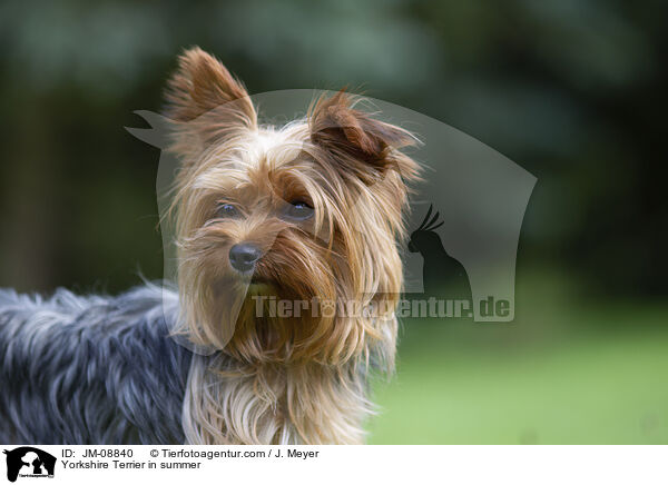 Yorkshire Terrier im Sommer / Yorkshire Terrier in summer / JM-08840