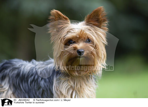 Yorkshire Terrier im Sommer / Yorkshire Terrier in summer / JM-08842