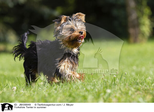 Yorkshire Terrier im Sommer / Yorkshire Terrier in summer / JM-08848