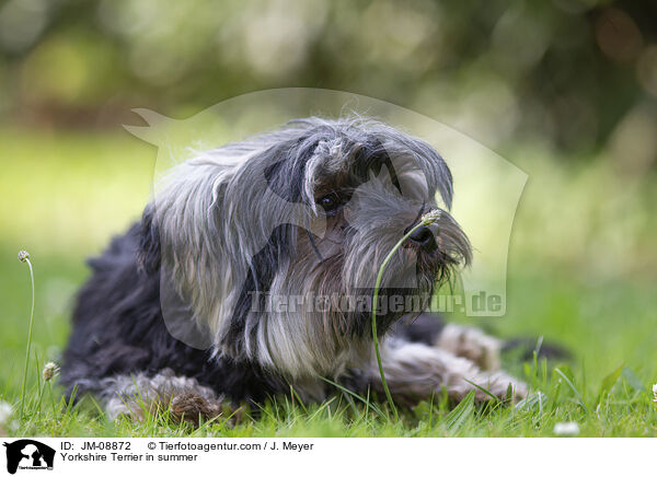 Yorkshire Terrier im Sommer / Yorkshire Terrier in summer / JM-08872