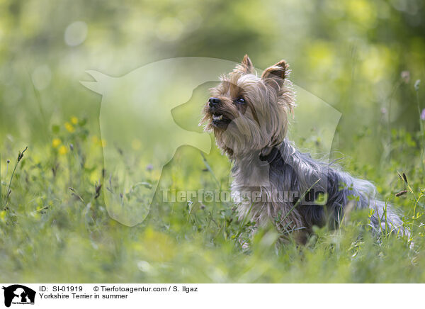 Yorkshire Terrier im Sommer / Yorkshire Terrier in summer / SI-01919
