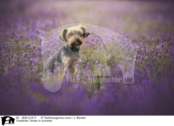 Yorkshire Terrier im Sommer / Yorkshire Terrier in summer / JEB-01917