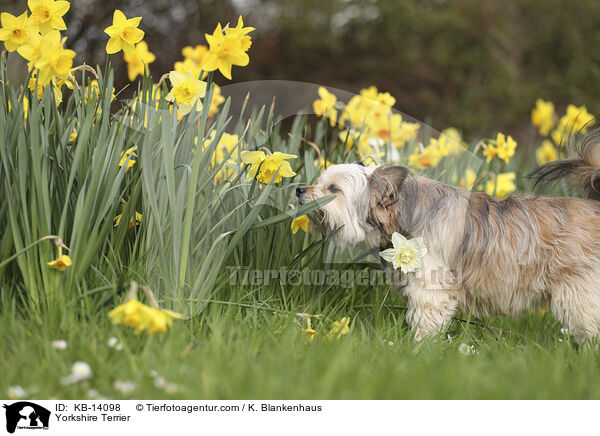 Yorkshire Terrier / Yorkshire Terrier / KB-14098