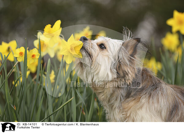 Yorkshire Terrier / Yorkshire Terrier / KB-14101