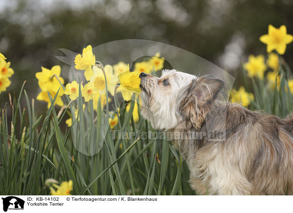 Yorkshire Terrier / Yorkshire Terrier / KB-14102