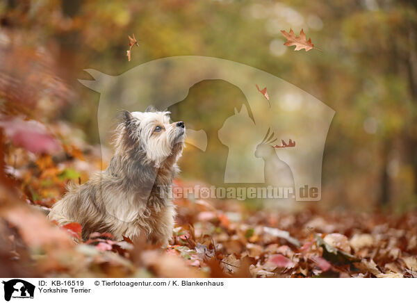 Yorkshire Terrier / Yorkshire Terrier / KB-16519