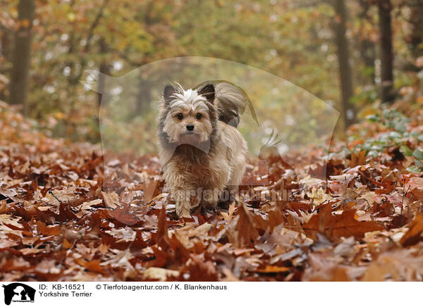 Yorkshire Terrier / Yorkshire Terrier / KB-16521