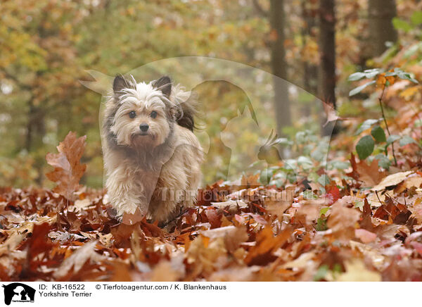 Yorkshire Terrier / Yorkshire Terrier / KB-16522