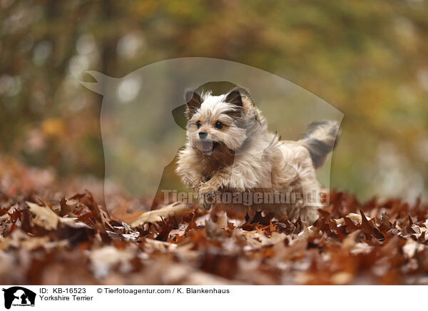 Yorkshire Terrier / Yorkshire Terrier / KB-16523